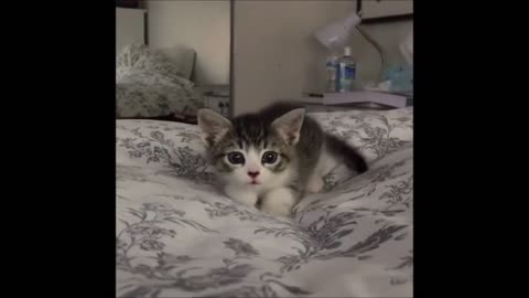 Cute and Funny Cat Videos to Keep You Smiling! 🐱