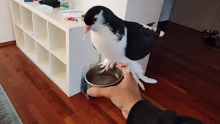 Penguin Pigeons Flying Training