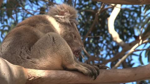 Koala yawning in a tree