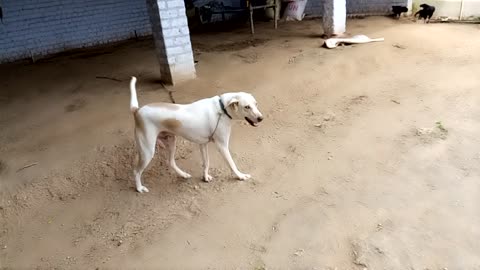 A farmer's Dog