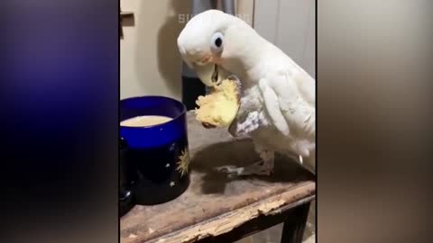 A clever parrot is playing