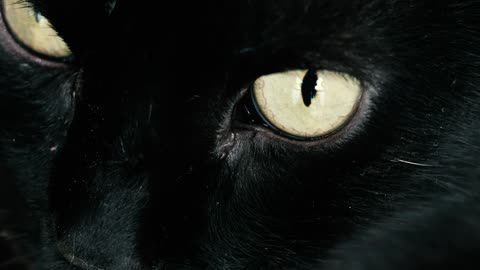 Black cat with yellow eyes