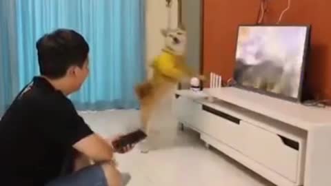 Dog surprise at the TV