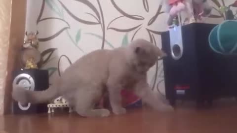 Musicjoye_ cat dancing to music funy cat dance compilation