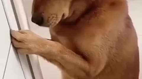 Dog Funny Video, cute face in Tamil