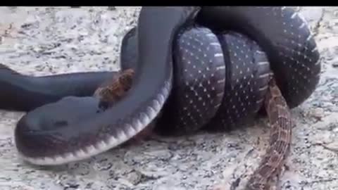 (SNAKE SWALLOWING SNAKE) COBRA ENGOLINDO COBRA