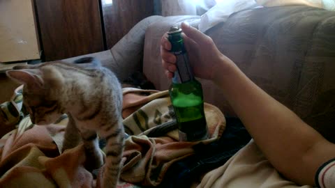 Kitty Bottle Opener