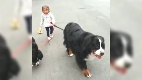 The little girl is so prestigious, take two big dogs Bernese Mountain and his toy dog for a walk