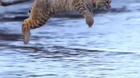 Beautiful Slow-Mo Jump of a Large Cat in the Wild