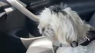 Shihtzu loves to ride.