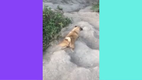 Dog uses belly as a sled on a glacier