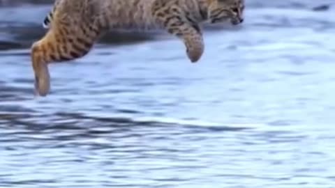 Tiger pub jump |animal viral video