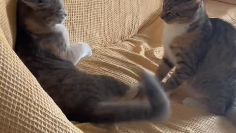 Cute cat clapping each other