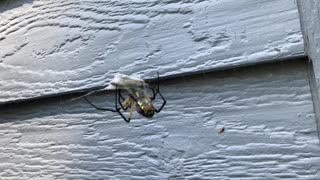 Orb Spider Entangles a Grasshopper