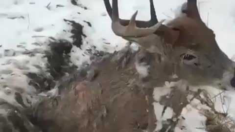 Canada filmed a frozen deer stuck #shorts