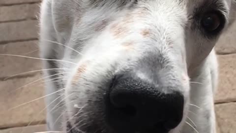 White dog slow mo licks whip cream out of starbucks cup