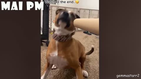 Life with DOGS is FULL OF LAUGH 🤣 🐶 Best FUNNY DOG Videos😝