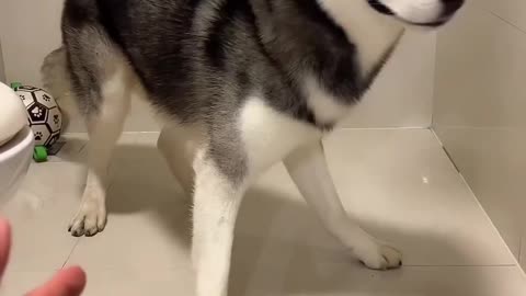 "Husky's Hilarious Arrow Reaction: You Won't Believe What Happens Next!"