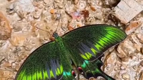 Stunning butterfly #shorts #shortvideo #video #virals #videoviral