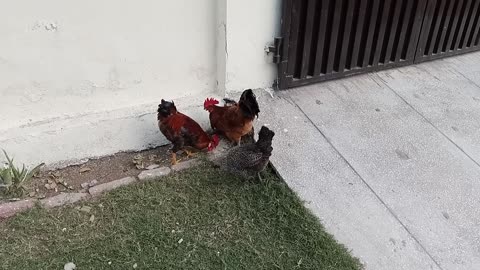 Cock and hen eats