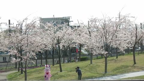 Commemorative photo shoot in the cherry blossom snowstorm