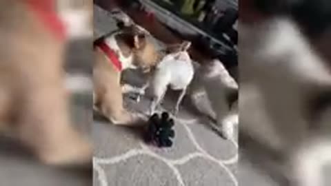 Videos de Animales Graciosos