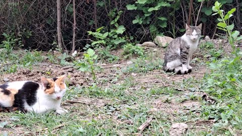 Mother cat chases male cat. A male cat wants to mate