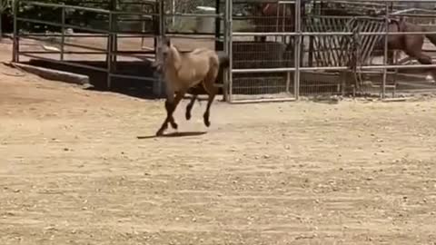 And then they cool the horse after the exercise, right?