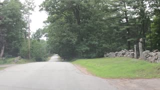 Wild Turkeys in the Cemetery