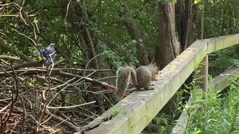 Red Tailed squirrel Olympic record jump 😊