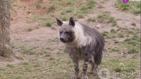 Spotted Hyena – The Powerful Predator