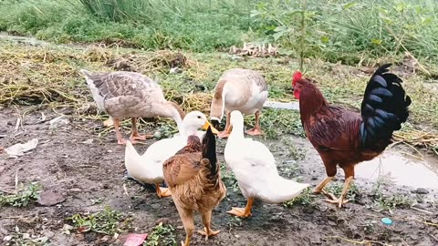 Duck Enjoys Eating Rice