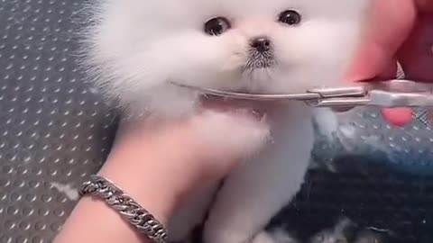 CUTE DOG