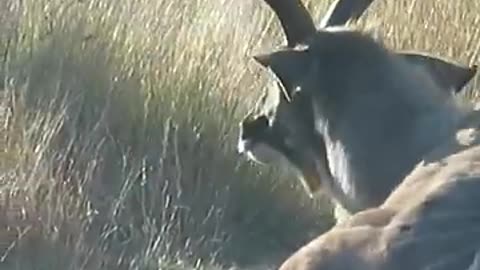 Kudu Survives Lion Attack