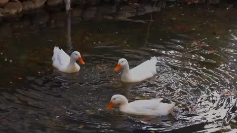 Beautiful duck , he is swimming in pond