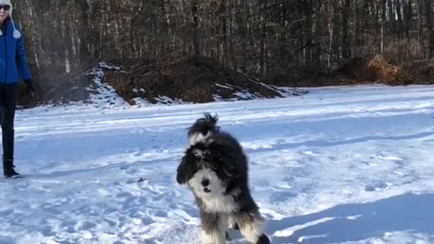 Fluffy black dog jumps high to catch a snowball