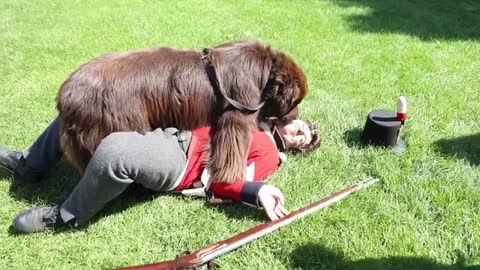 Newfoundland Attacks Red Coat Soldier During Reenactment