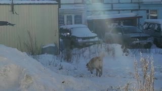 Children play with the dog.