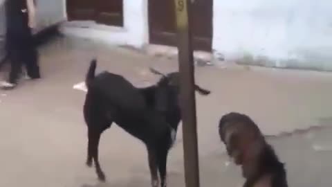 Goat hitting girl