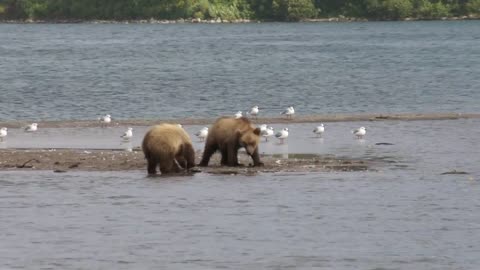 Kamchatka Bears under the rainbow