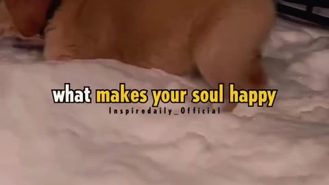 What a happy soul cute puppy trending