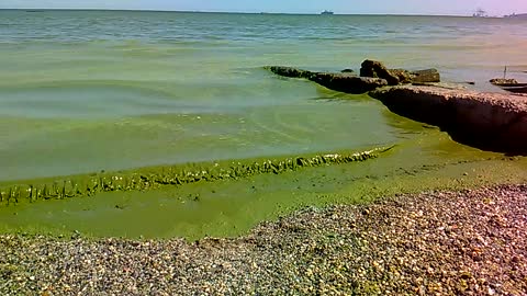 Black Sea Looks Green