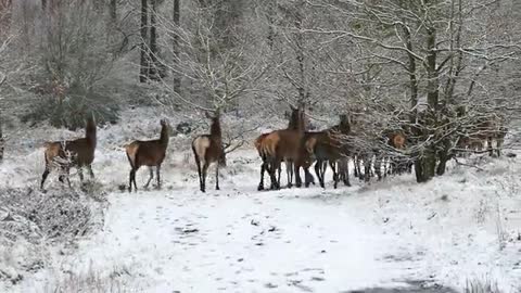 deer runing