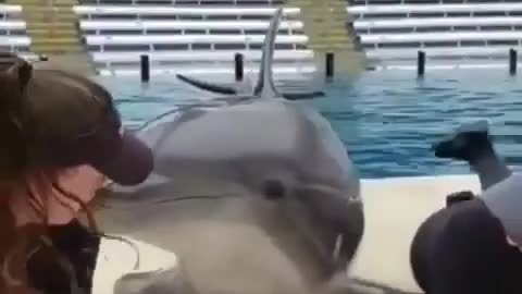 Dolphin kiss