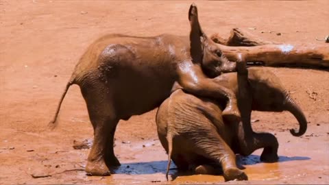 Baby 🐘 elephant's masti in rain