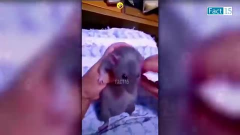 FUNNY ANIMAL VIDEO