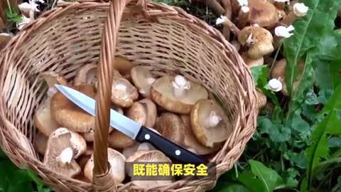 Tasting the delicacies of the forest: Uncovering the magic of wild meat mushrooms