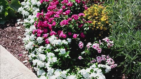 Azalea plants.