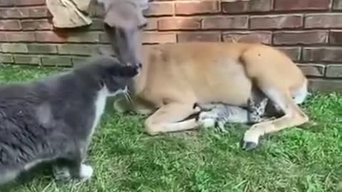 Kitty, kitten, doggy and deer!