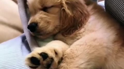 Cute golden Sleeping like a Baby